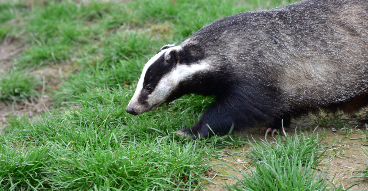 Badger on lawn